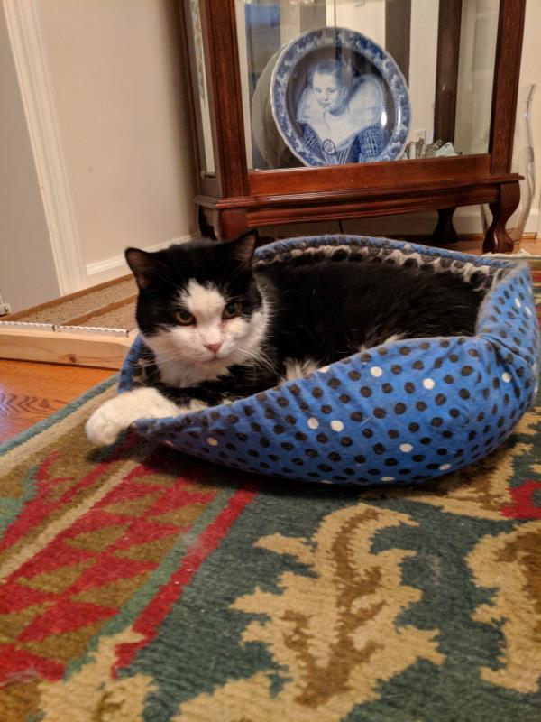 /Images/uploads/Cat Welfare Association/catwelfare2019calendarcontest/entries/6901thumb.jpg